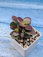 Crassula Ovata Minor (Крассула)