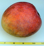 Манго Manzanillo