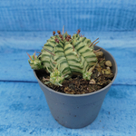 Euphorbia meloformis f. Variegated (Эуфорбия вариегатная)