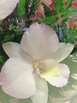 натуральные цветы в стекле, вакуум