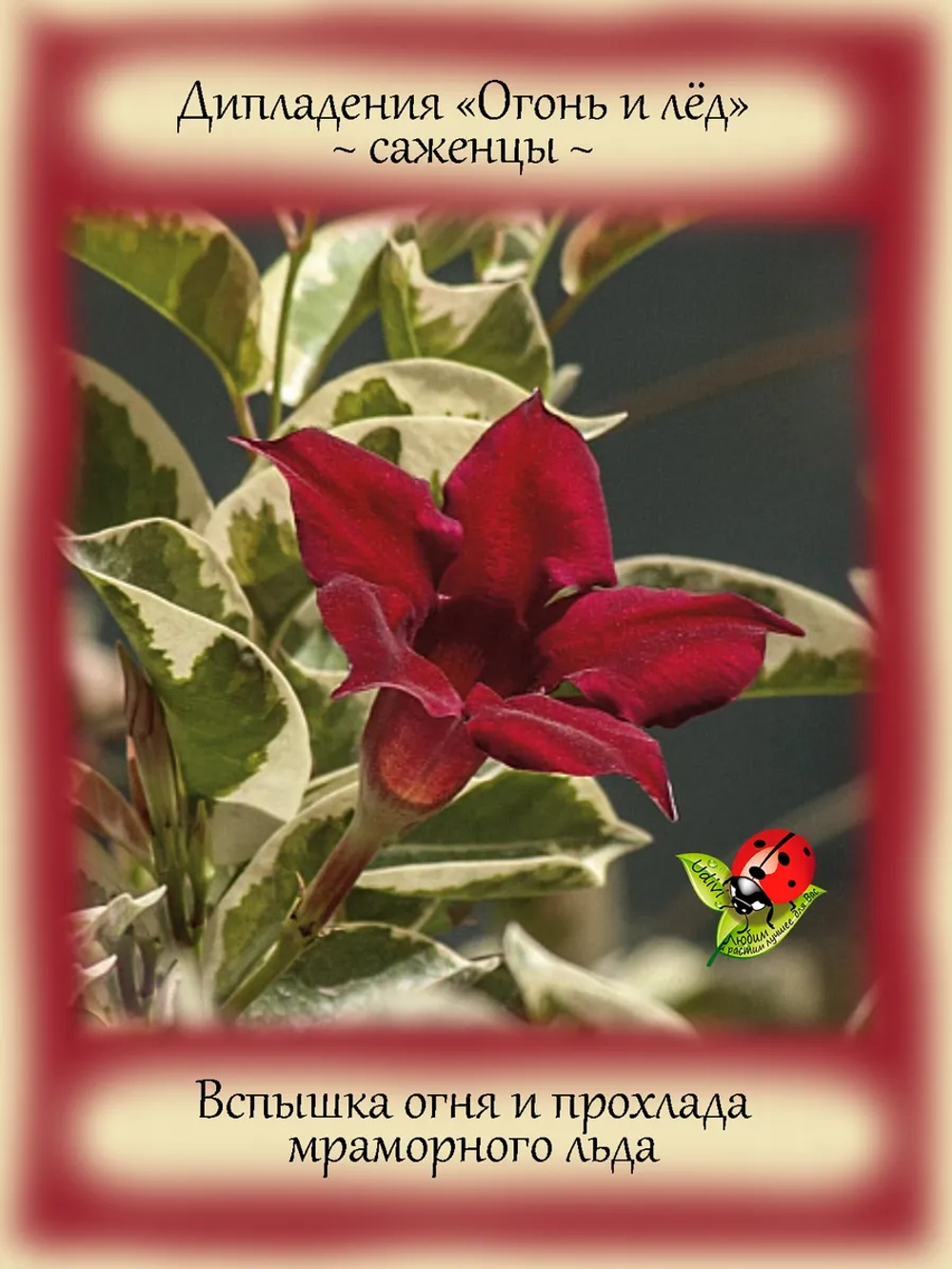 Дипладения Огонь и лёд Мандевила