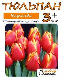Тюльпан Луковица, Веранди, 3+ шт