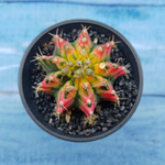 Gymnocalycium Variegata (Гимнокалициум Вариегатный)