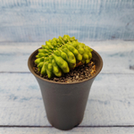 Gymnocalycium Spineless Crested form (Гимнокалициум Кристатный)