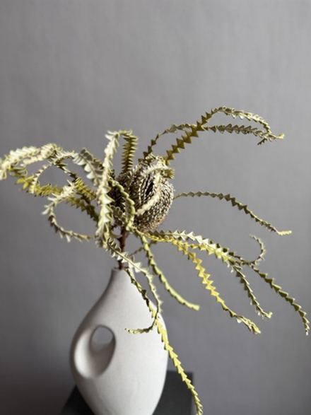 Банксия Специоза натуральная