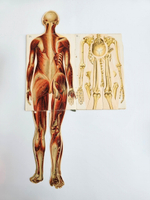 "Новый способ лечения. Лечение целебными силами природы."  М. Платен. 1906 г.