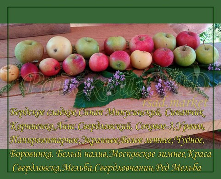 Яблоня Анис Свердловский