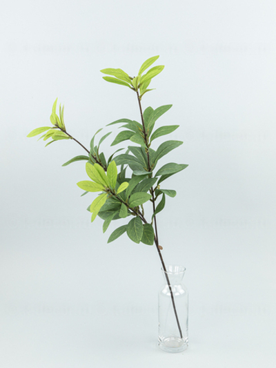 Ветка Олеандр