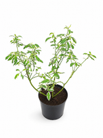 Дёрен ‘White Gold’