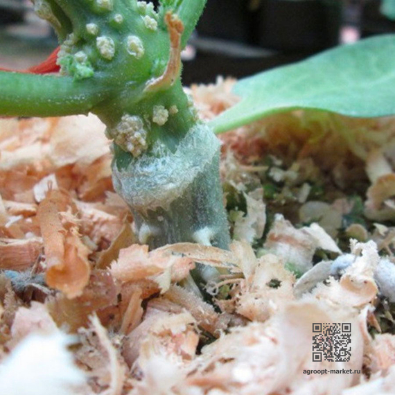 Рутпауер семена арбуза (Sakata / Саката) ростки – фото 2