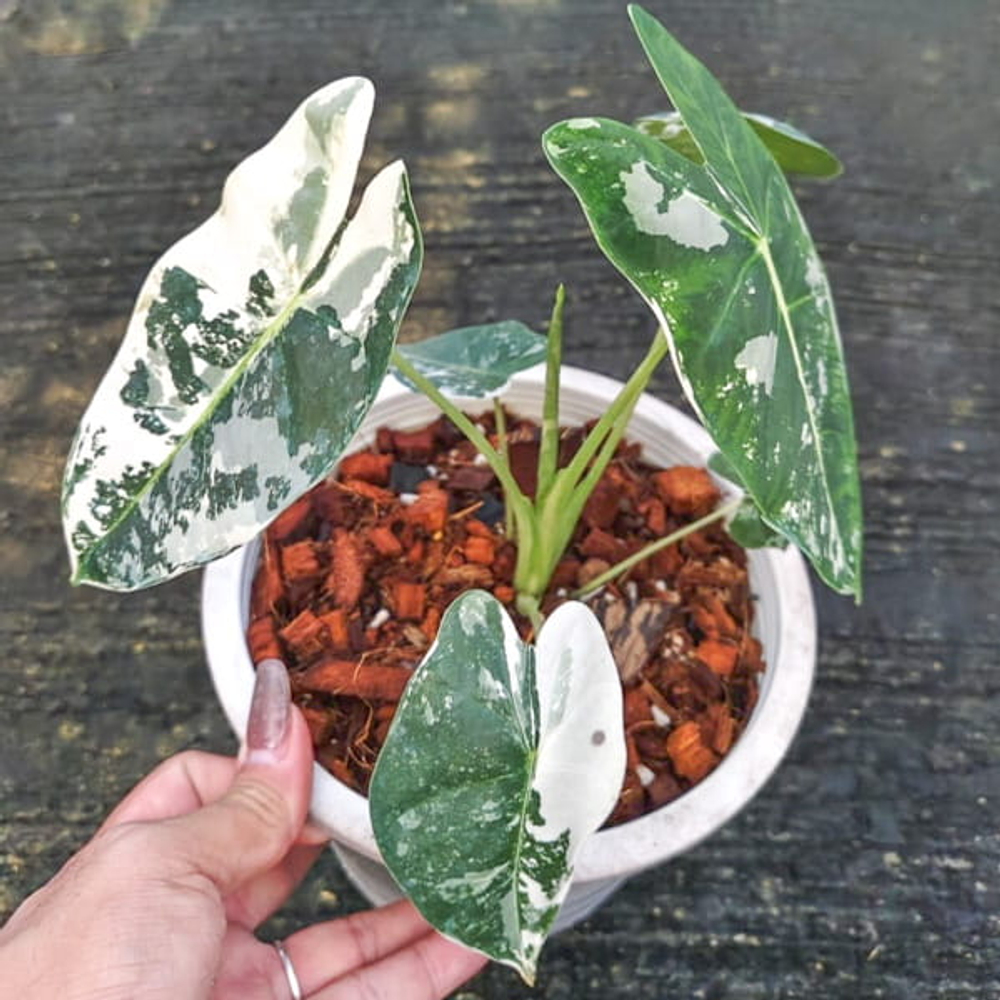 Алоказия FRYDEK VAR