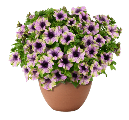 Петуния Amazonas Violet Parakee