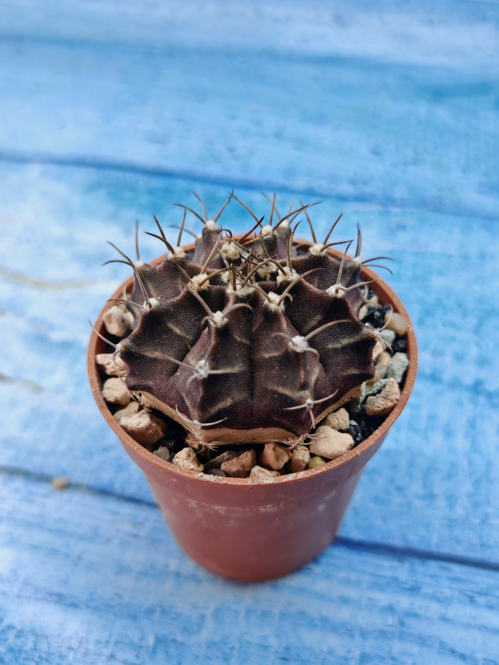 Gymnocalycium Friedrichii (Гимнокалициум)