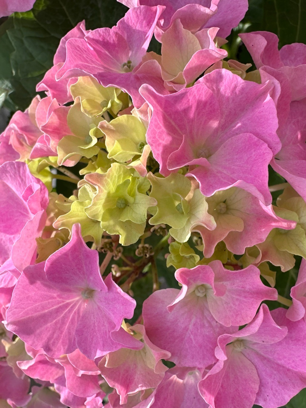 Серфинг сафари Сисайд Пинк (Safari Seaside Pink) Р9