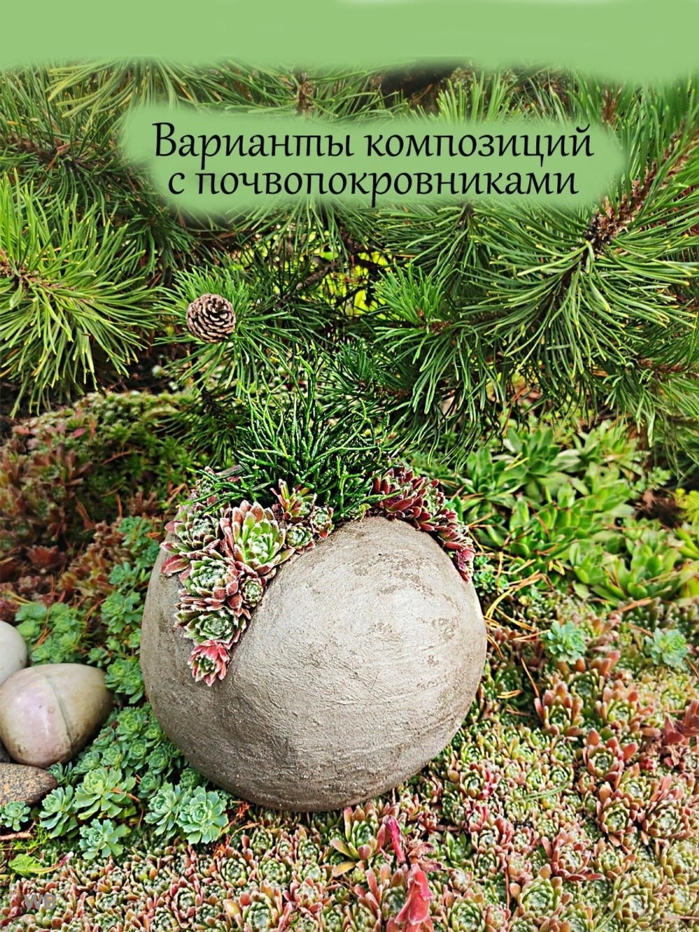 Молодило трубчатолистное Оддити каменная роза
