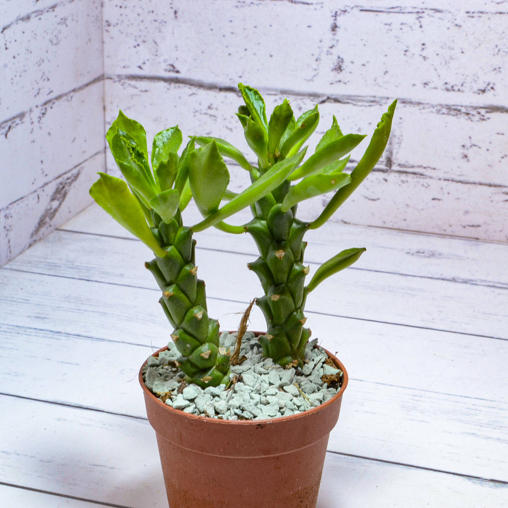 Monadenium Stapelioides (Монадемиум)