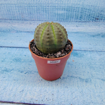 Euphoria Obesa (Эуфорбия)