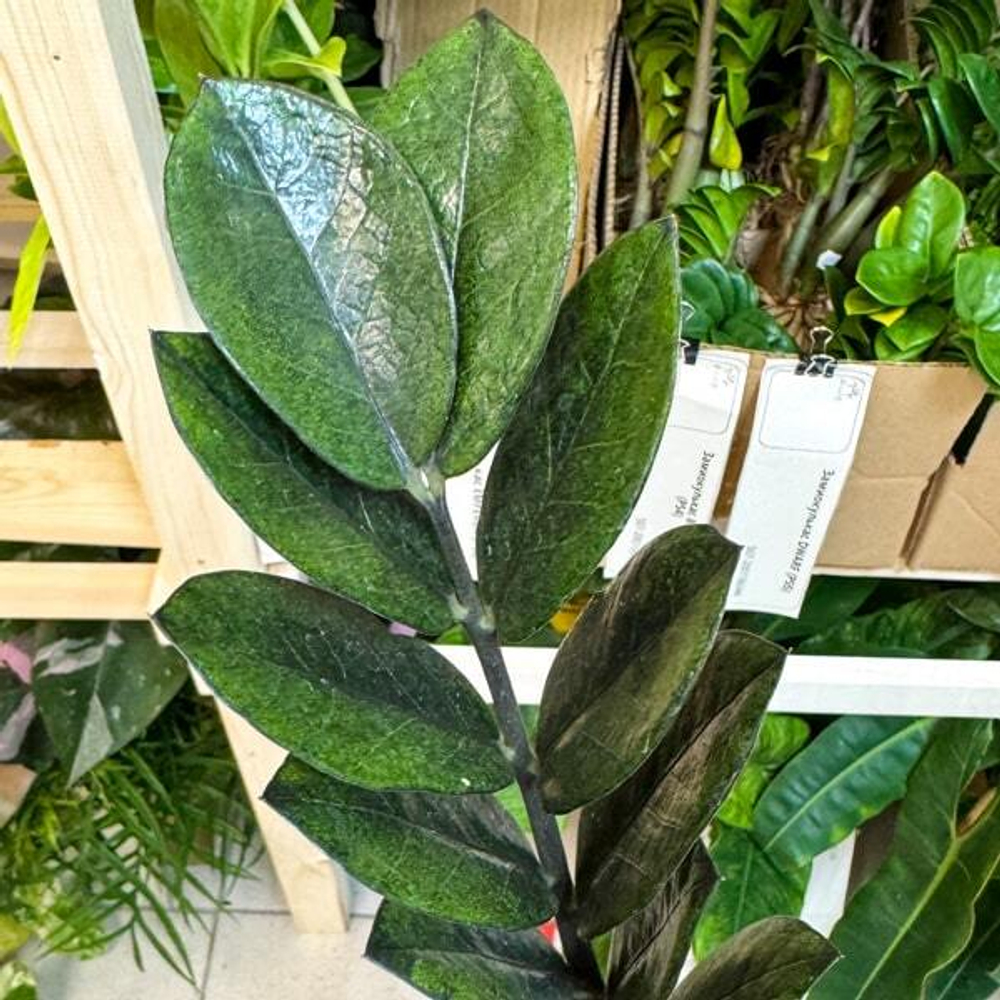 Замиокулькас BLACK