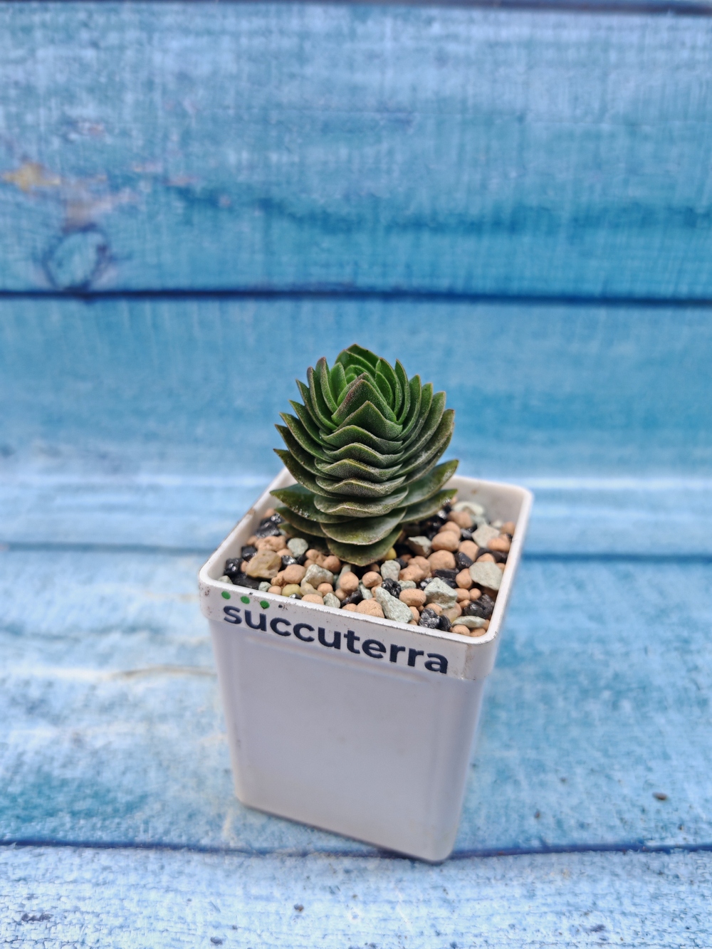 Crassula Buddha Temple (Крассула Храм Будды)