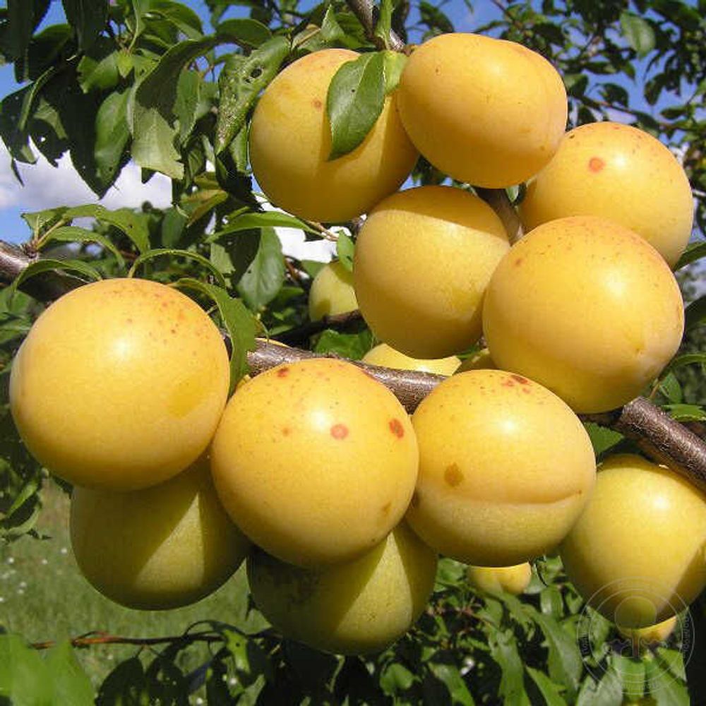 Слива русская Алыча Сонейка С5 Закупка М69 июнь 2026