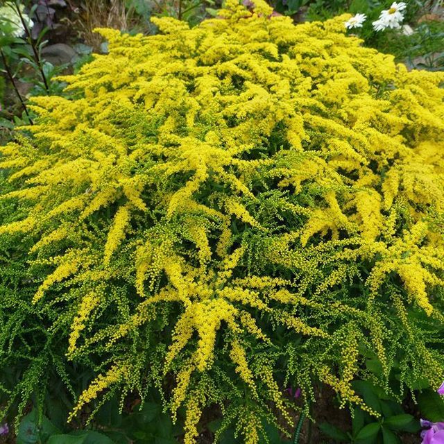 Золотарник