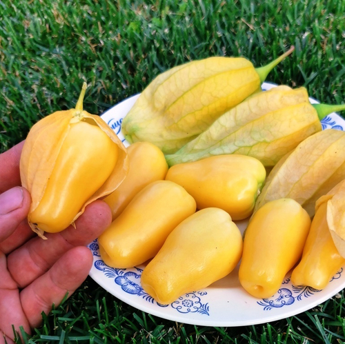 ФИЗАЛИС КОРОЛЕВА МАЛИНАЛЬКО Queen of Malinalco Tomatillos