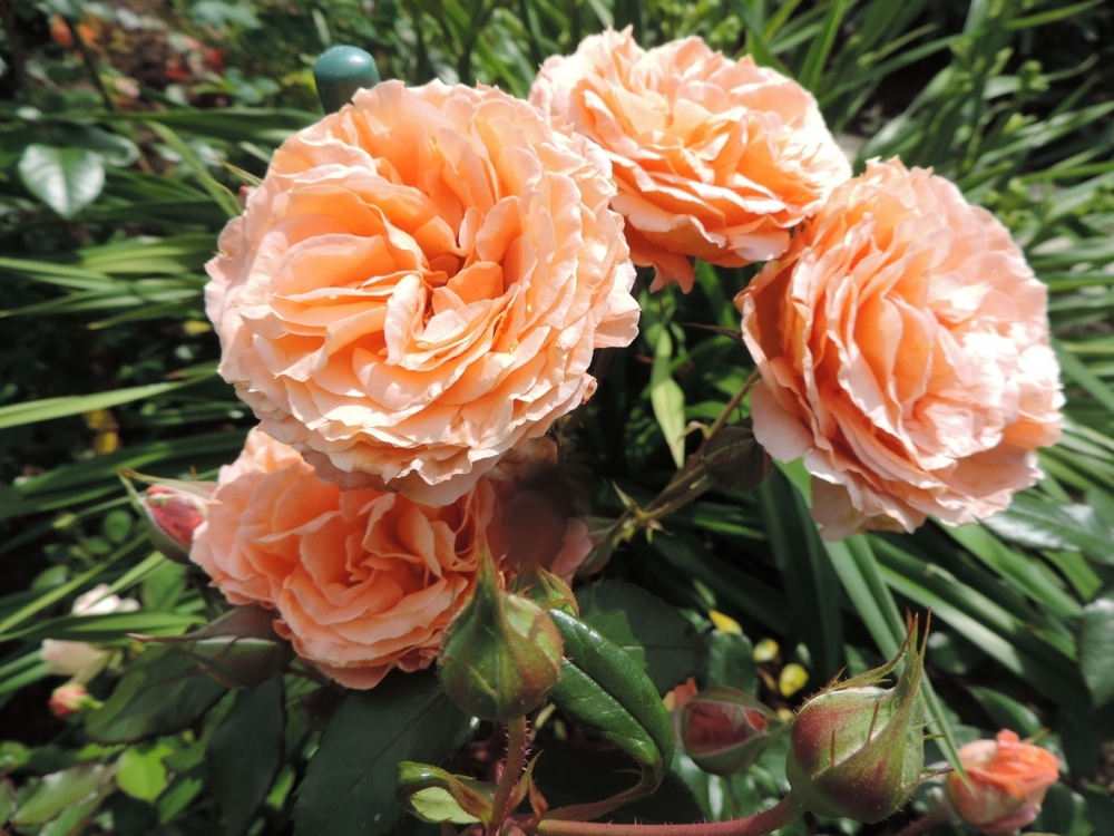 Роза Бельведер (шраб) 