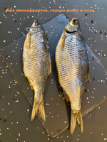 Плотва вяленая, слабосоленая, Ладожское озеро, собственное производство, 1000 грамм