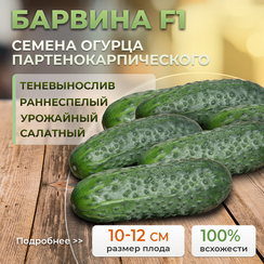 БАРВИНА F1 семена огурца (Nunhems | Alexagro)