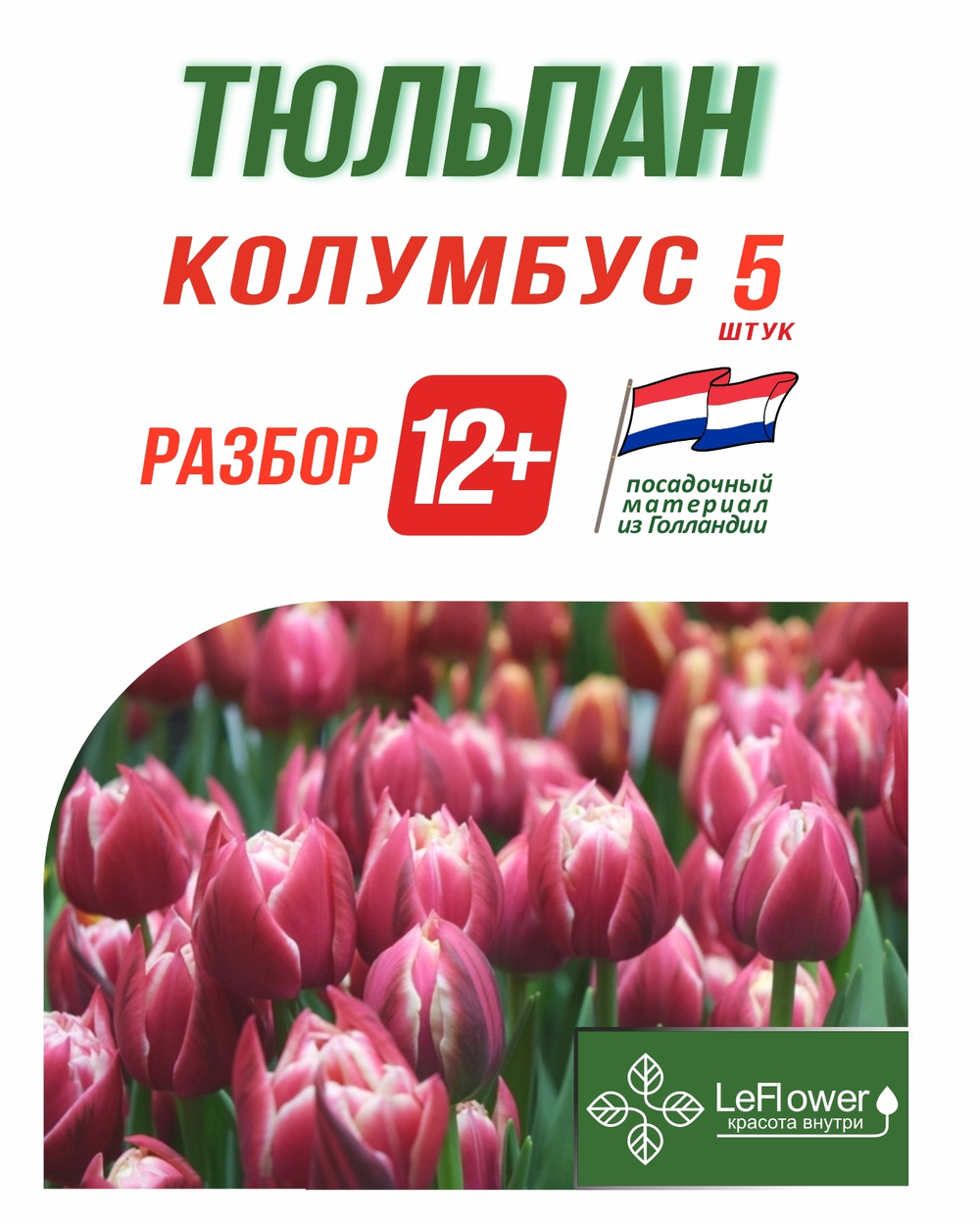 Тюльпан Луковица, Колумбус, 5 шт, разбор 12+