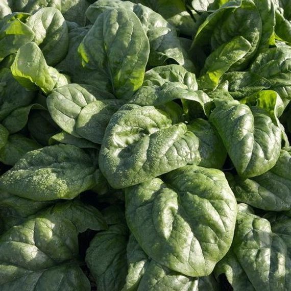 СПЕЙС F1 семена шпината Bejo_семена