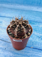 Gymnocalycium Friedrichii (Гимнокалициум)