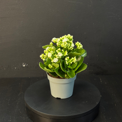 Каланхоэ белое