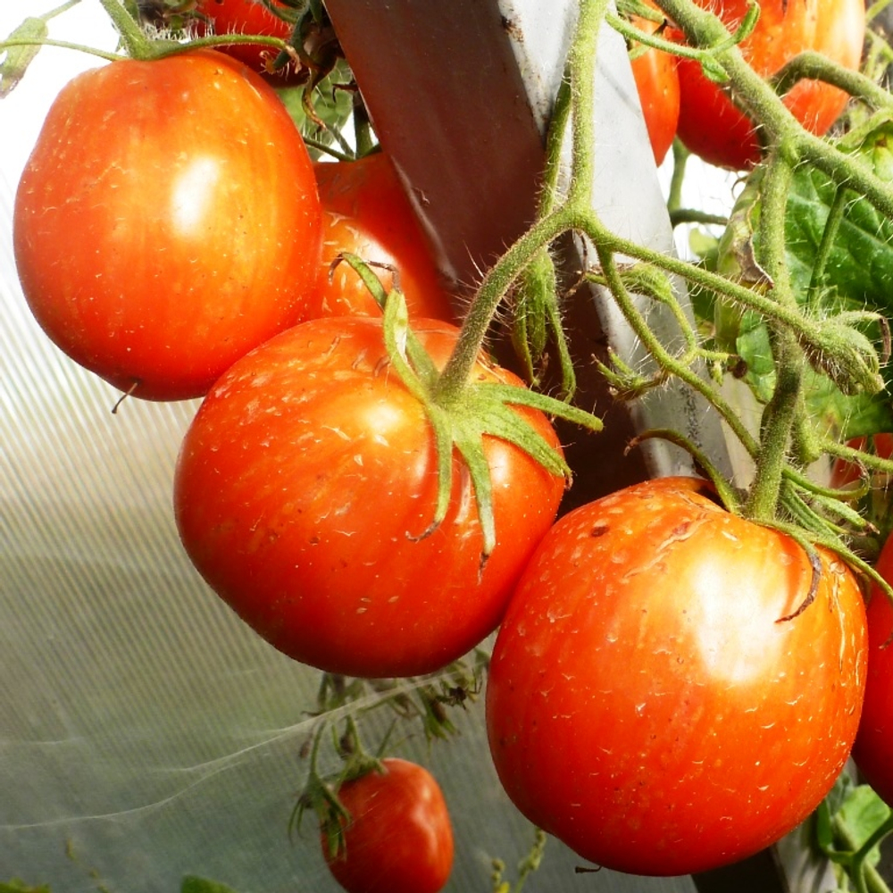 Помидоры Полосатый Смайлик