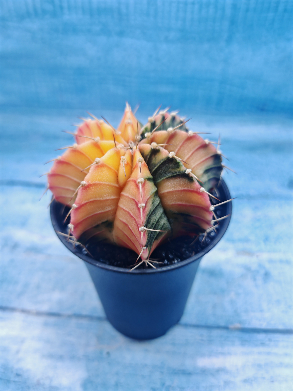 Gymnocalycium Variegata (Гимнокалициум Вариегатный)