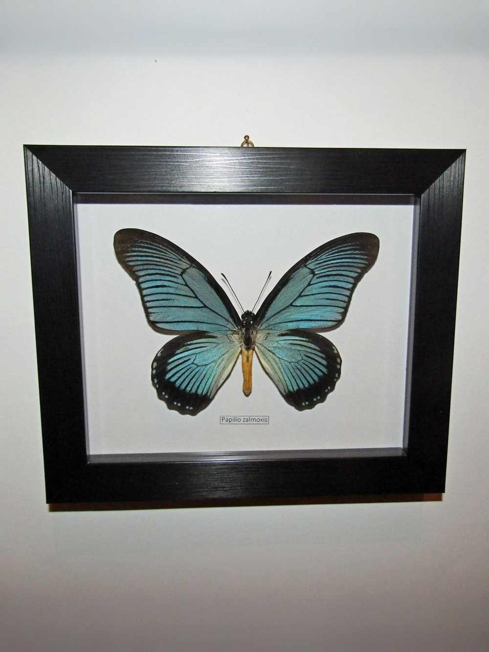 Бабочка Papilio zalmoxis в рамке