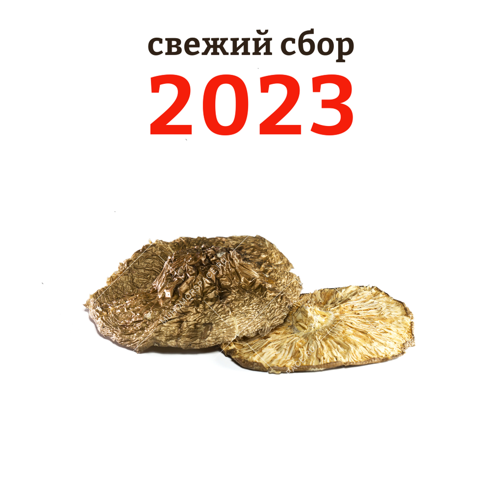 свежий сбор сушеных шляпок мухомора пантерного