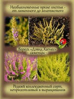 Вереск Дэвид Хагнес золотистый