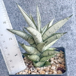 Сансевиерия URANUS L