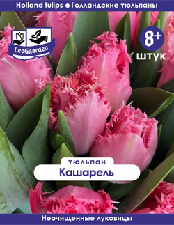 Тюльпан Луковица, Кашарель, 8+ шт