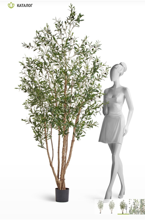 Олива Вайлд с плодами в-220 см 2/2 10.28807N