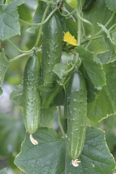 Карамболь F1 семена огурца пчелоопыляемого (Гавриш) – фото 6