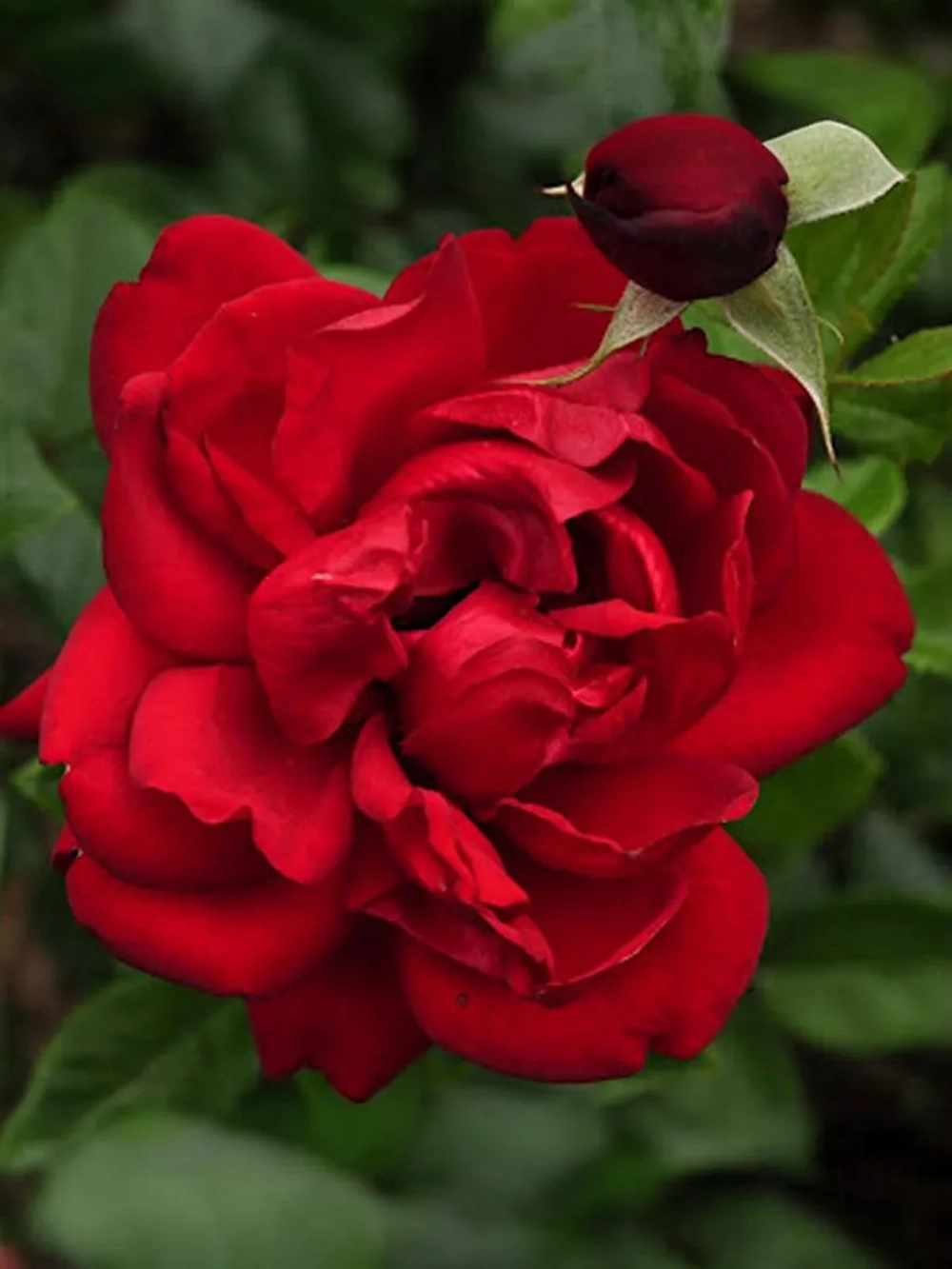 Роза флорибунда Югендлибэ