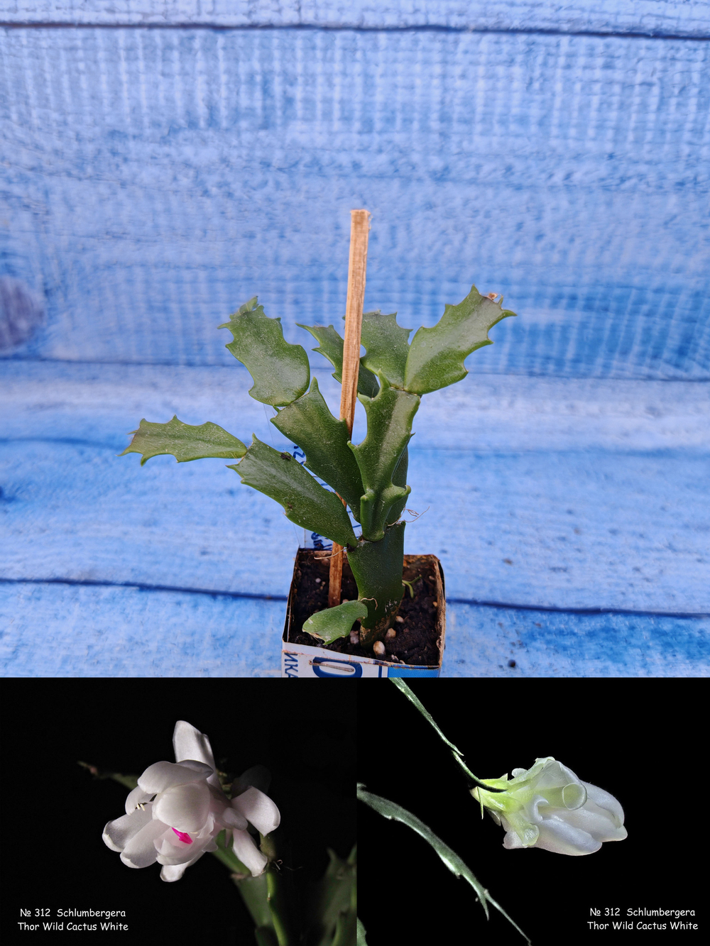 Schlumbergera cv. Thor Wild Cactus White (Шлюмбергера)