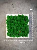 Квадратное панно на стену 20*20 из мха набор 2 шт.