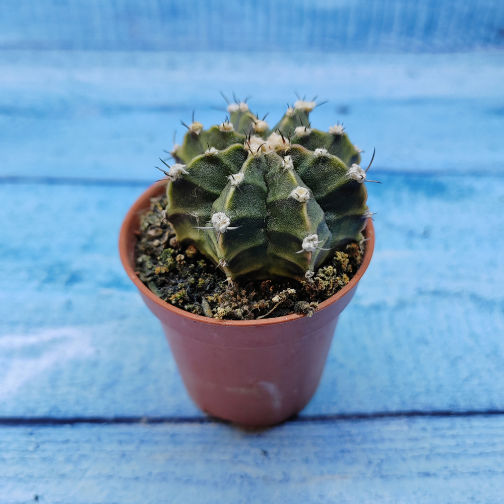 Gymnocalycium Friedrichii (Гимнокалициум)