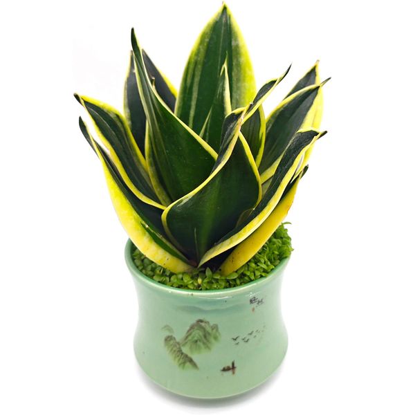 Сансевиерия Ханни Нефритовая пагода в случайном горшке