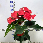 Антуриум Андре QUERIDA