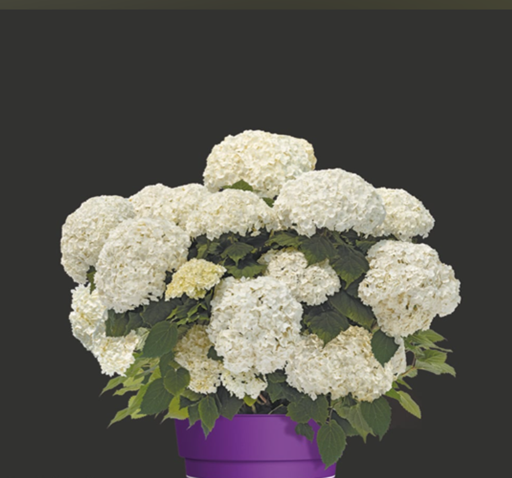 Фловер Вау гортензия древовидная «Flower WOW» НОВИНКА р12 Европа весна 2026 г.