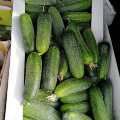 КЛОДИН F1 семена огурца (Seminis | Alexagro)